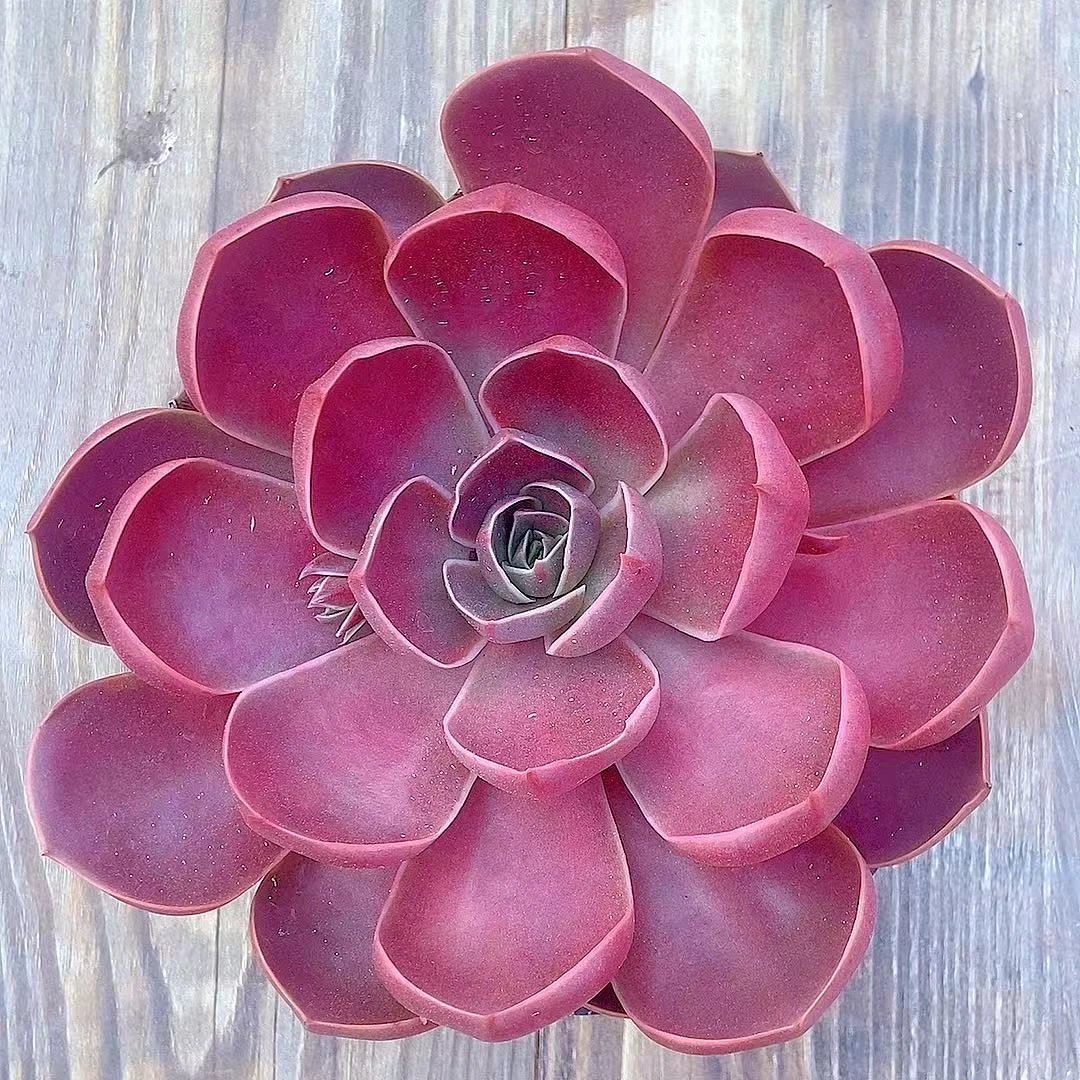 【红灯多肉  满9.9包邮】阳台露台绿植栽种养护