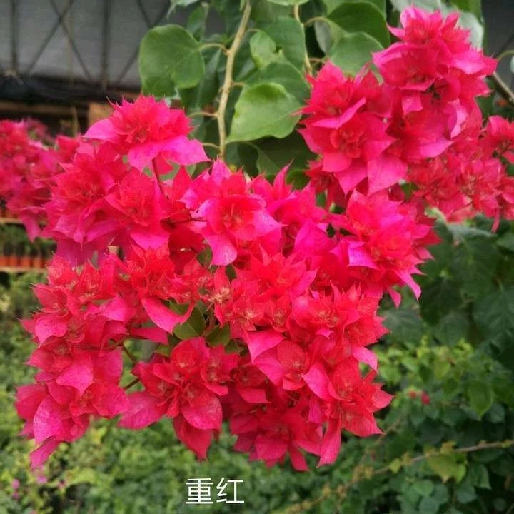 重瓣中国红三角梅大苗好养易开花卉基地苗四季开花