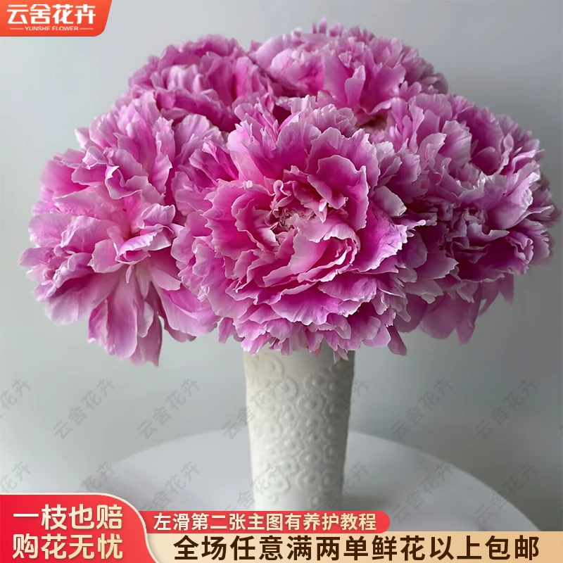【云舍花卉】【伽马】芍药【花期短】任意满两单及以上鲜花包邮