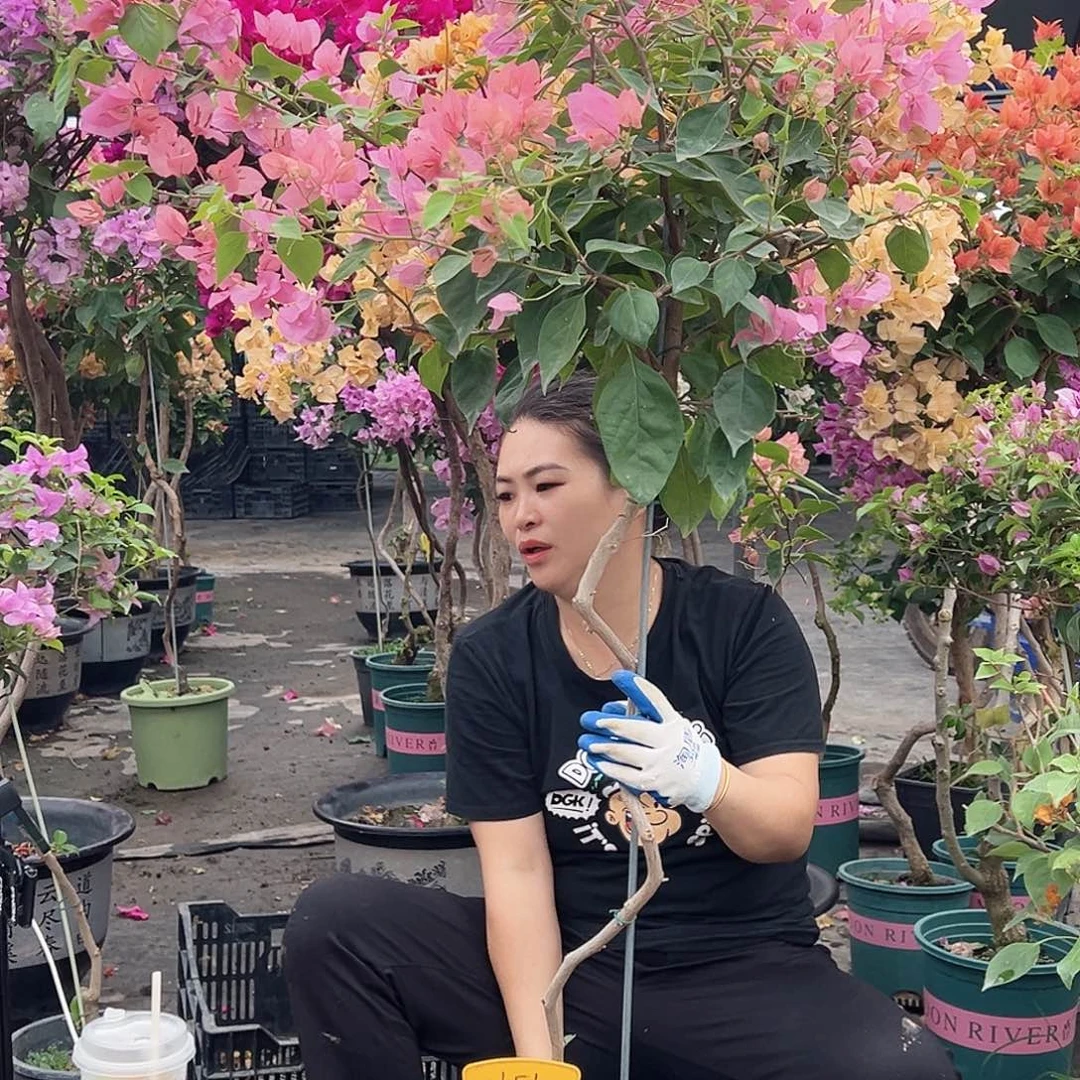 孔***雀大部分花苞少量开放H51橙粉