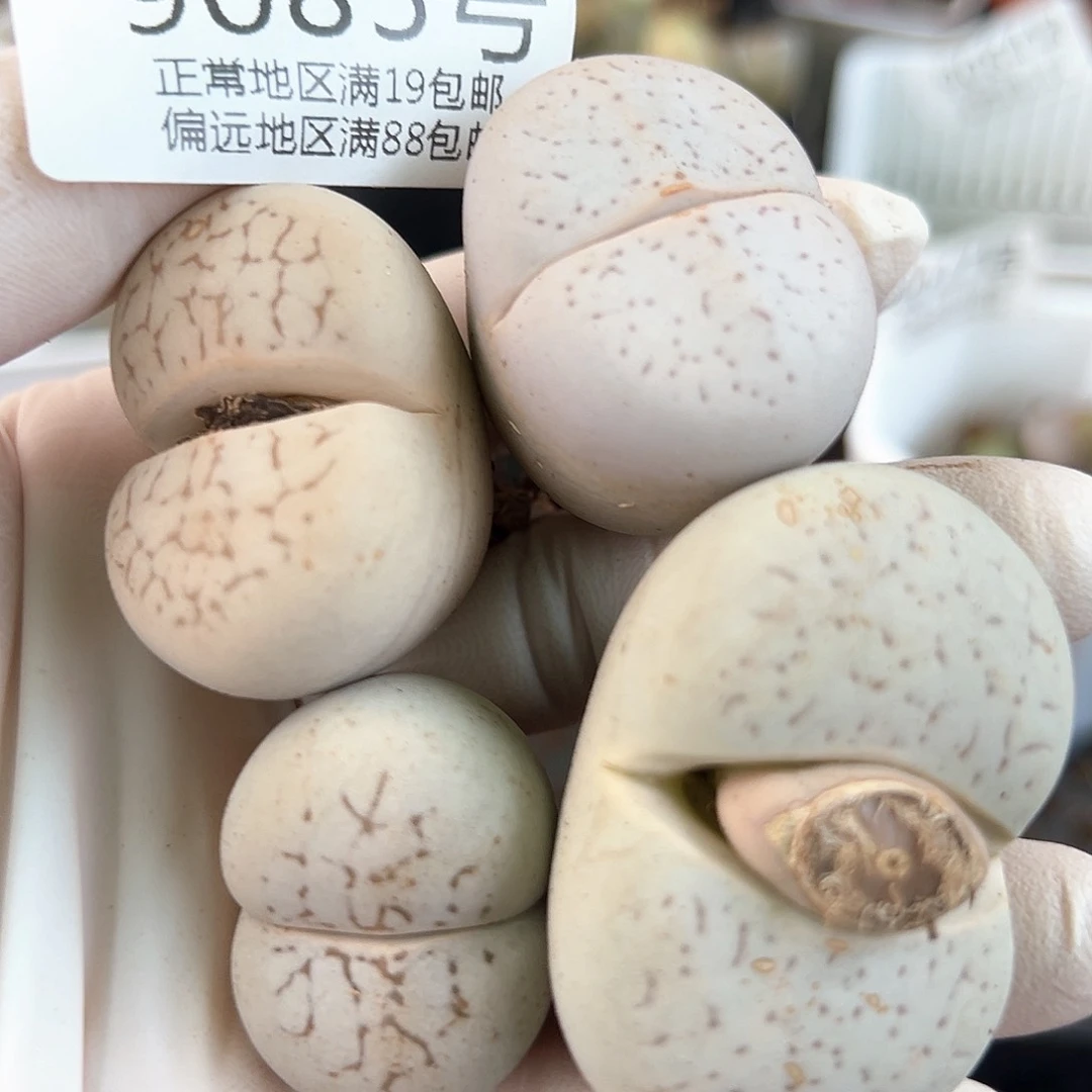 好养易活生石花大母本9085