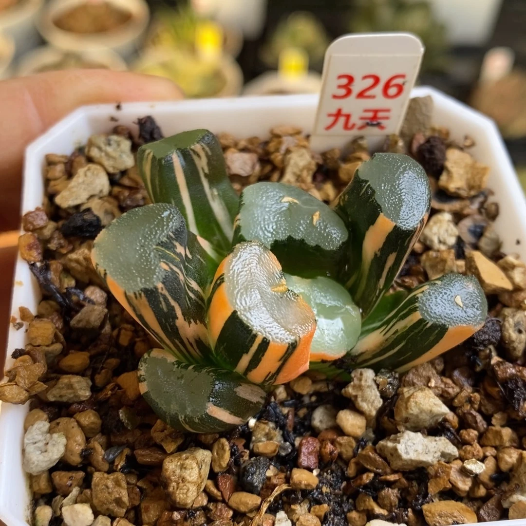 326号大明湖万象锦