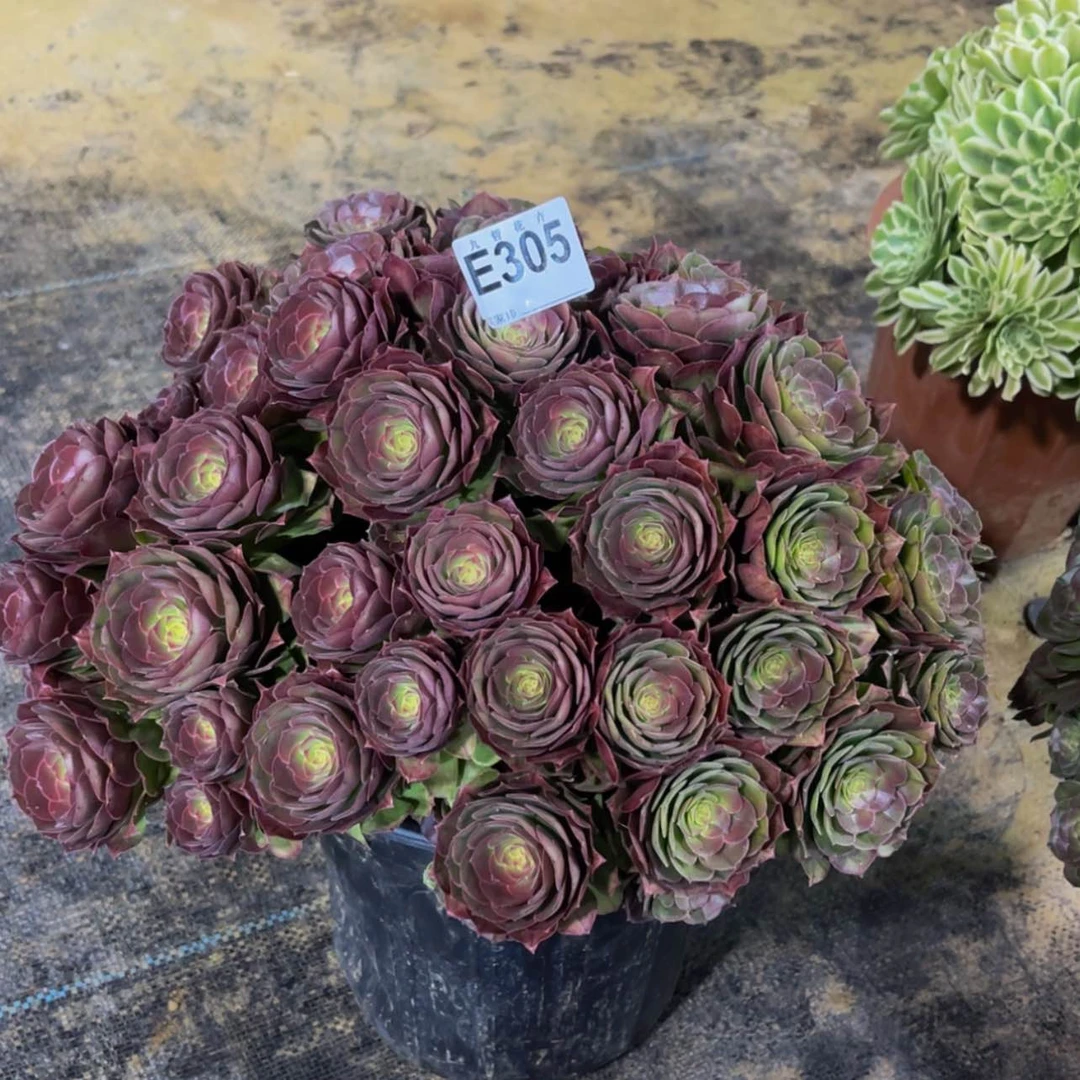 【闪购商品】30500