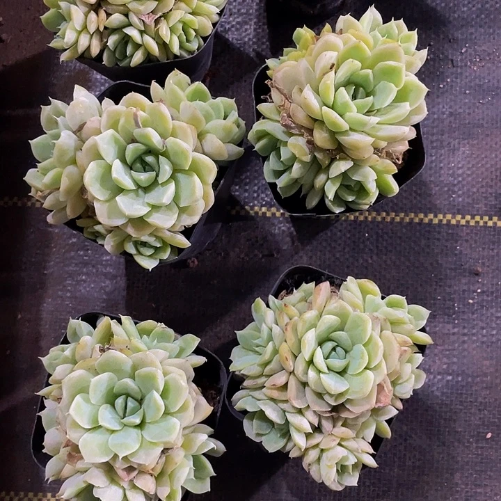 7方白月影群带盆土发