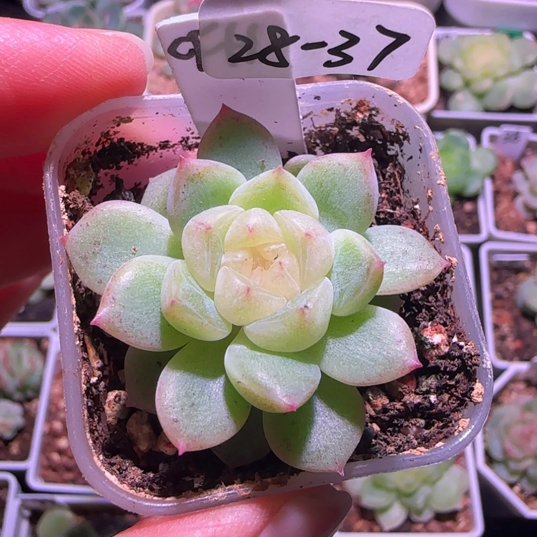 28-37福利黄心财富密码