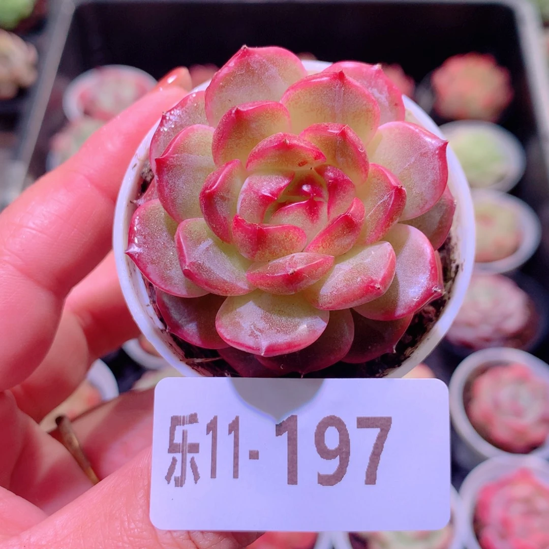 乐然11-197 福利珍妮