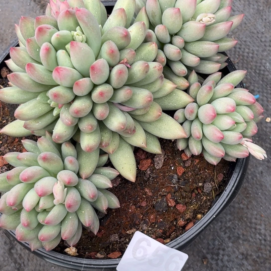 暖**漾656岩字的植物