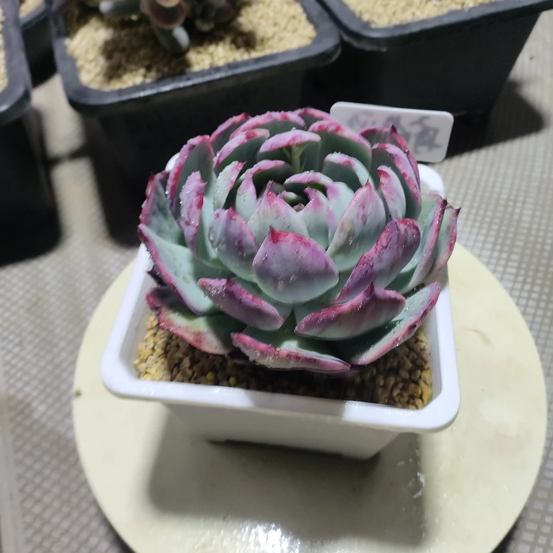 212号多肉植物盆栽东云系多肉一物一拍