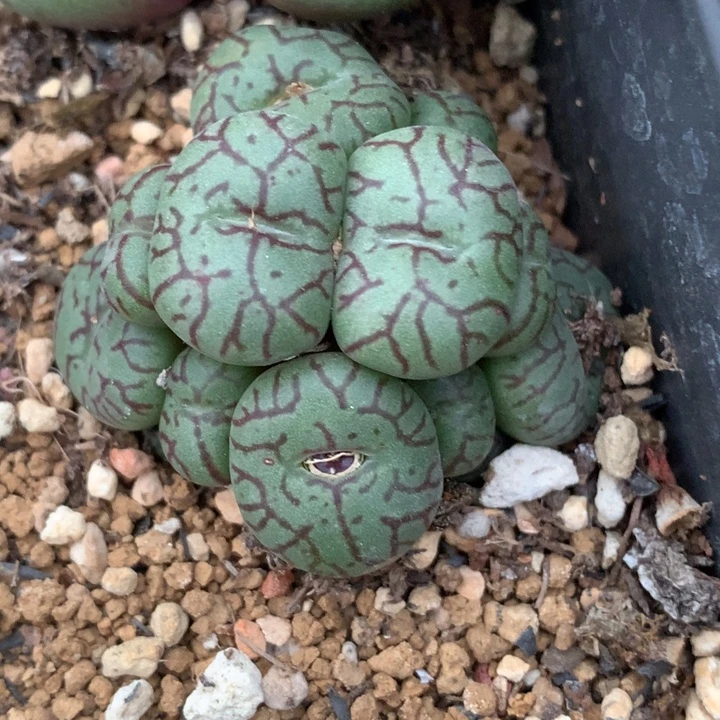 精品多肉植物精品多肉