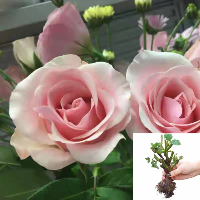 A6【粉佳人】云南玫瑰花老桩大苗大花浓香月季盆栽地栽室内室外好