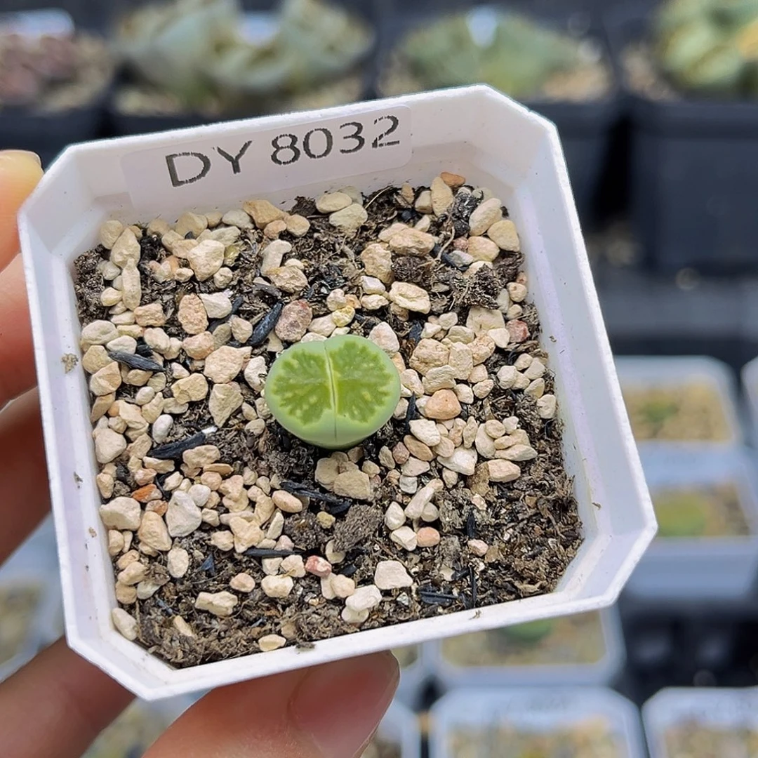 一物一拍绿菊8032