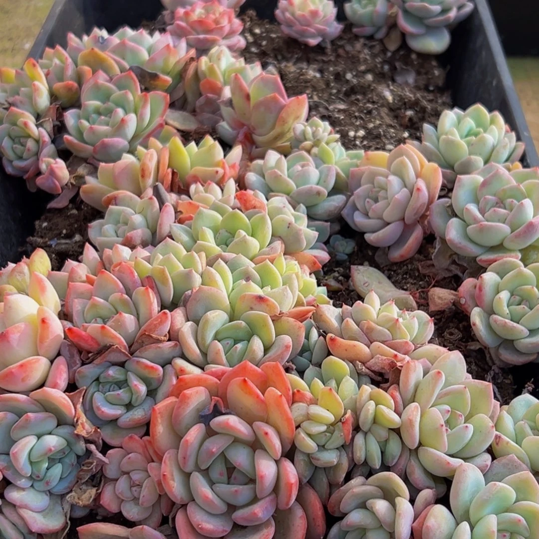 355多肉葡萄的味道是