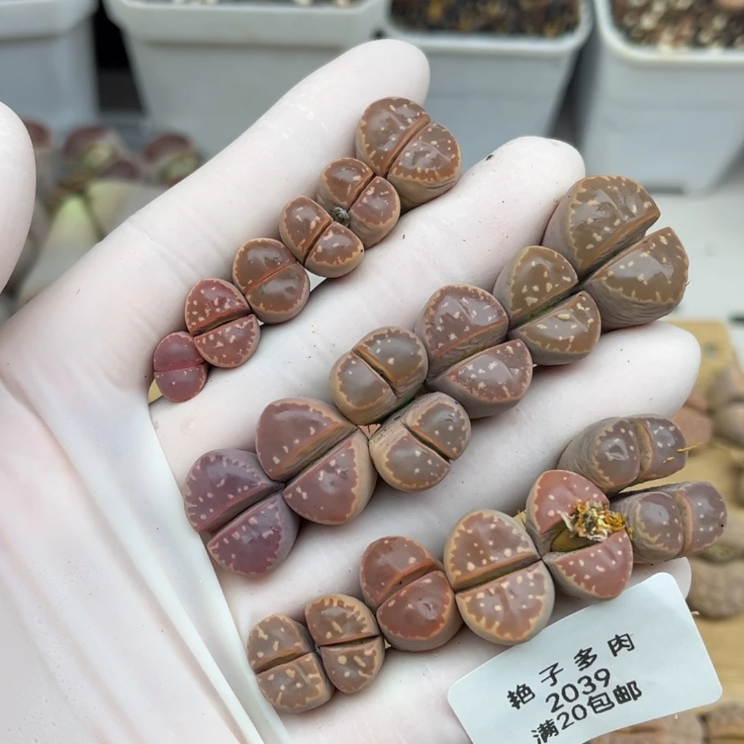 2039号一首橄榄玉发货