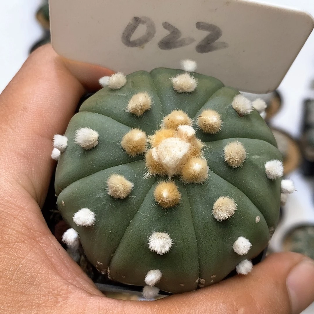 022福利特价咯福利