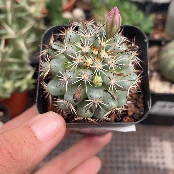 499仙人球开花植物