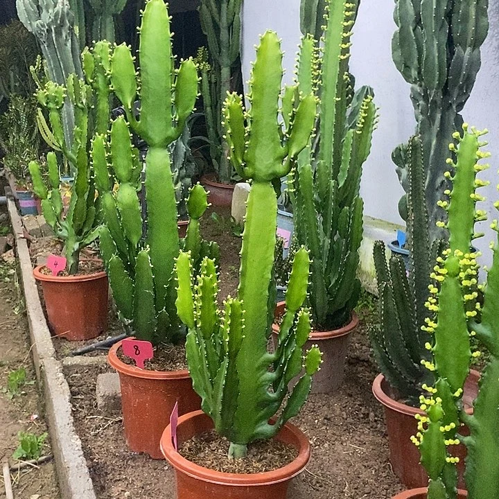 三角大戟一物一拍一颗