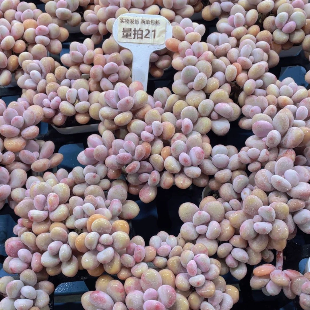 量拍21号 丸叶粉桃蛋拼盘八头起一个