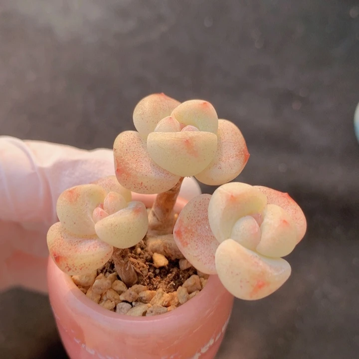 025 果冻冰玉 3头 木质