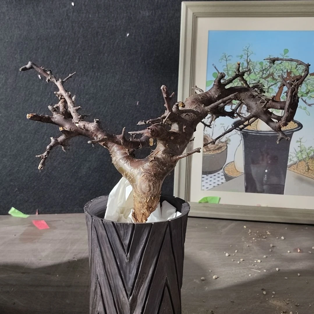 产地黑皮博然恩斯