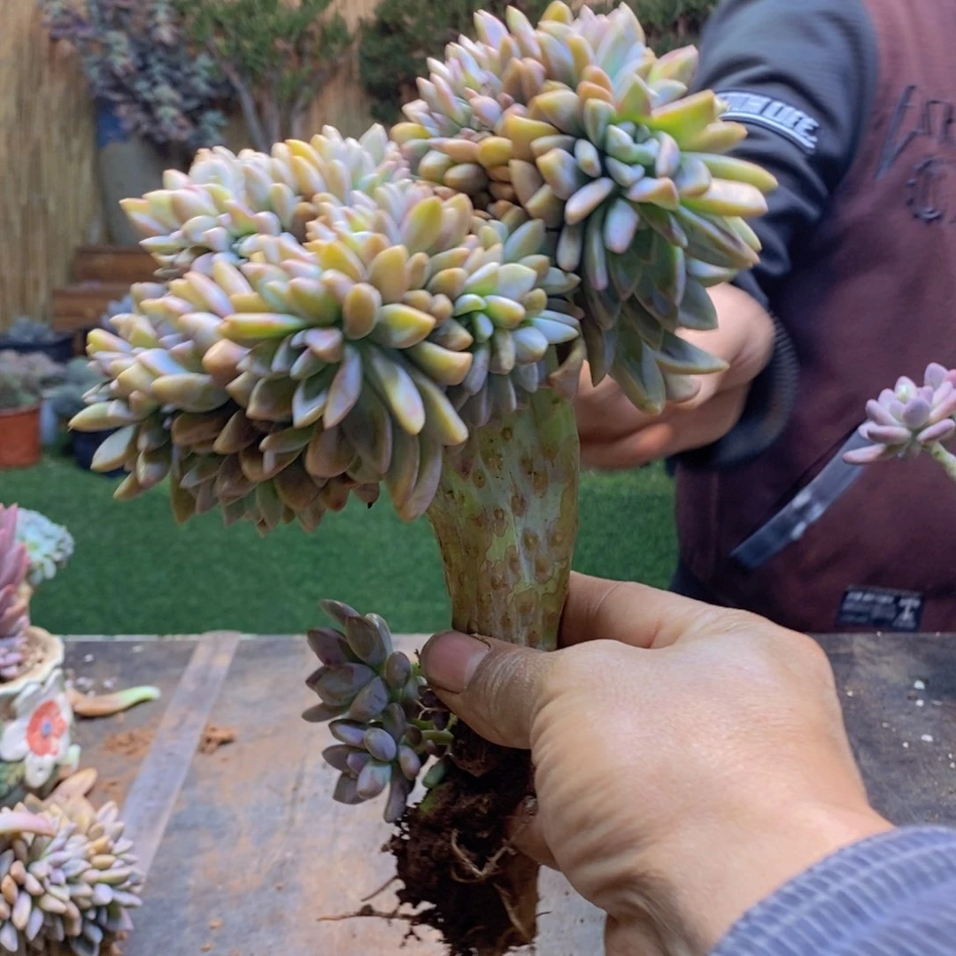 用****7105号淡雪缀多肉