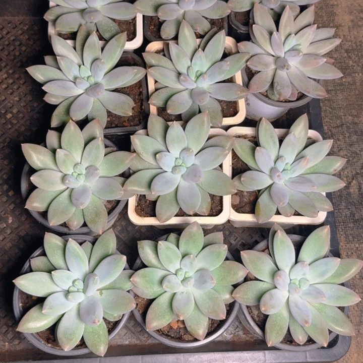 哥特单两颗福利1111111111111111