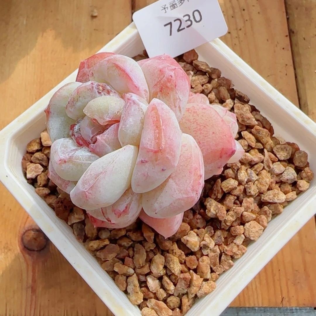 白体冰玉石化，7230多肉植物