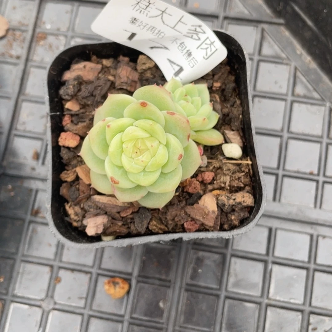 ?***。糕大上多肉植物174