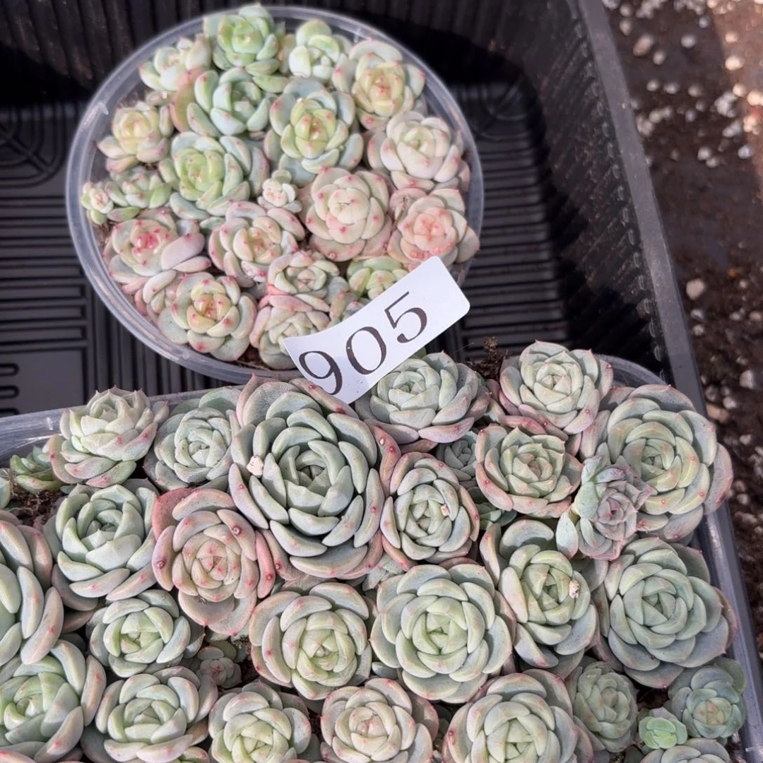 一***羊多肉植物多肉植物905