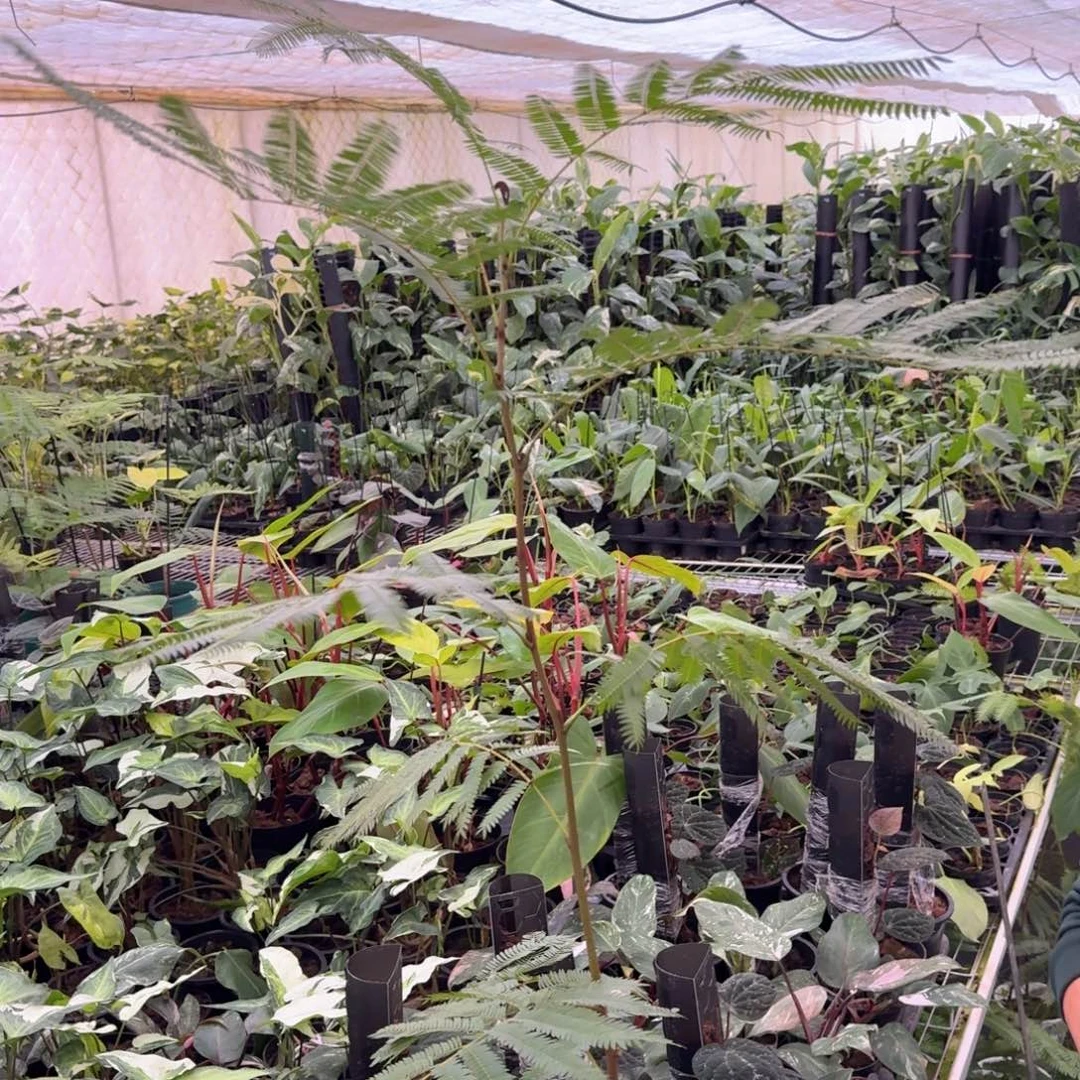 小***辑无花朵柱子哥泰国热值猴子密叶