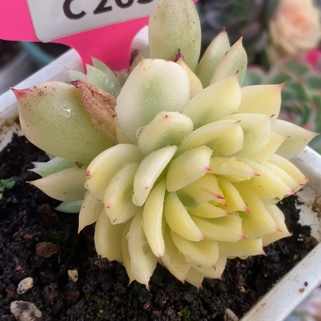 263宽锦窄锦两个头哈哈哈哈