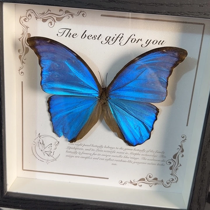 343蝴蝶蝴蝶蝴蝶蝴蝶