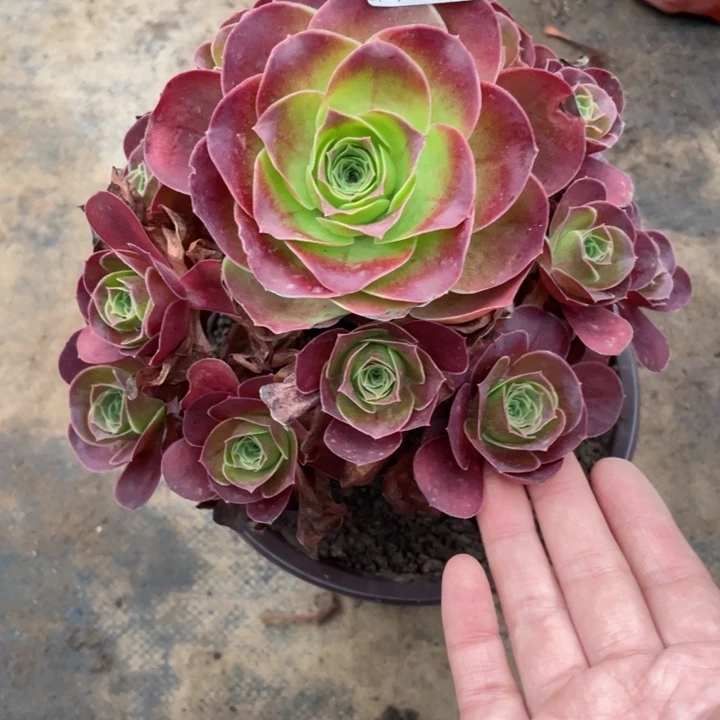 666魅金玫瑰多肉12446789