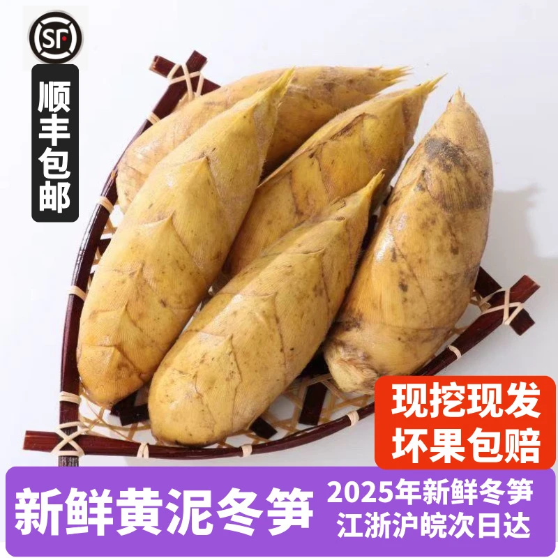 临安发货新鲜冬笋高山黄泥现挖新鲜冬笋鲜嫩爽口时令楠竹笋