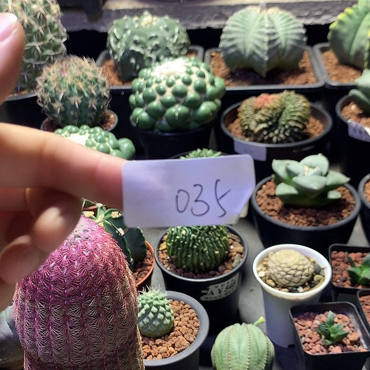 035 。