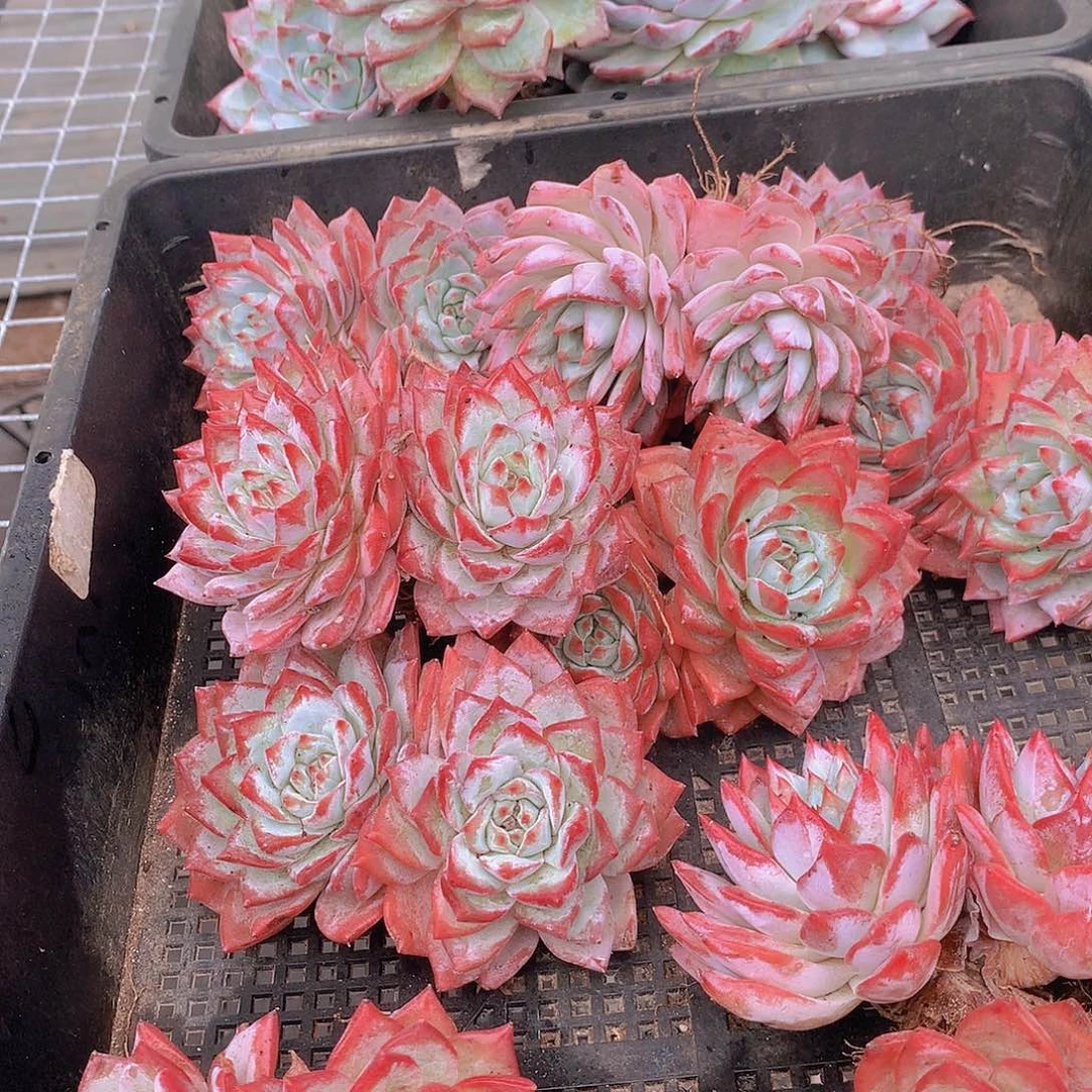 双头粉蓝鸟35688999000