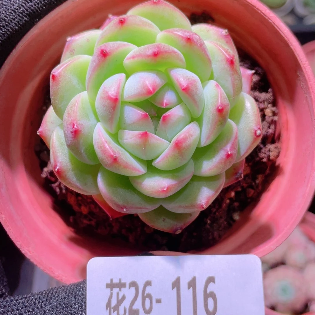 花利美26-116新品