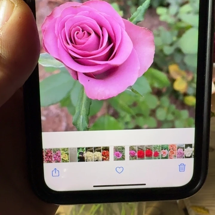 无花朵歌维达小苗