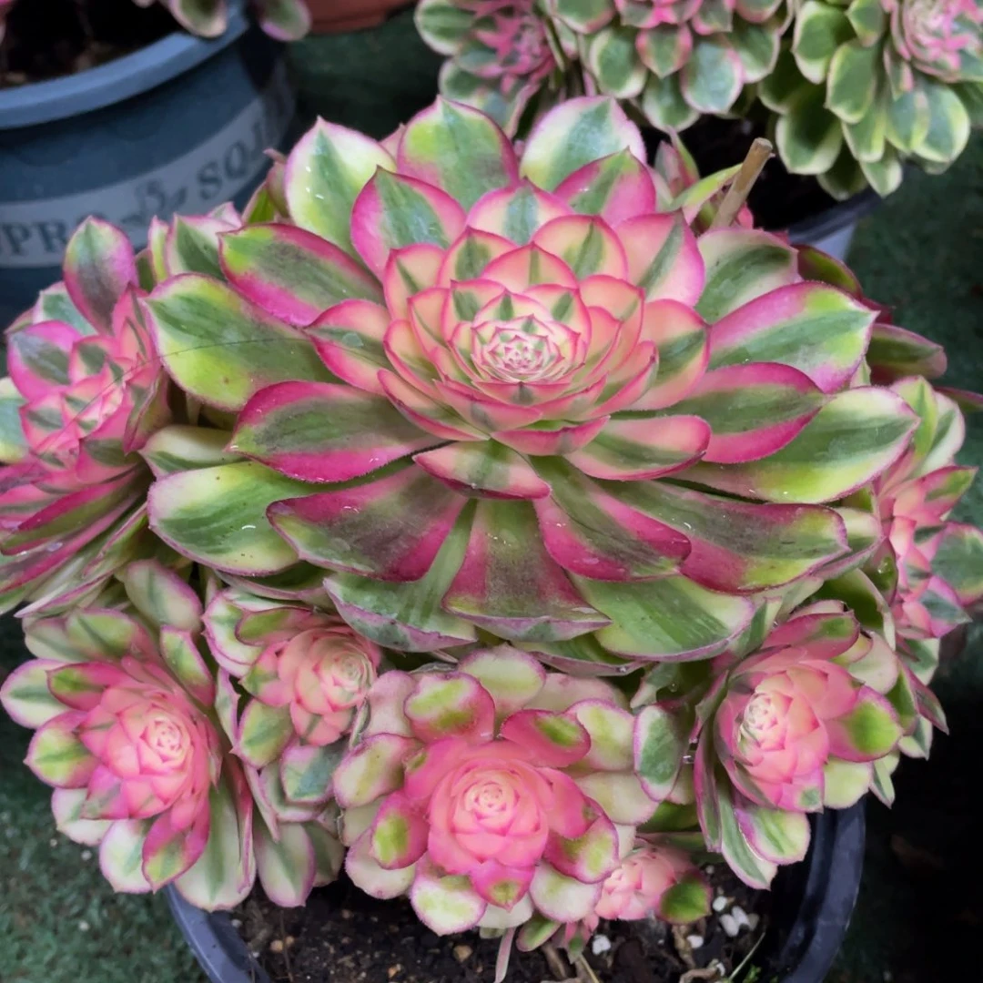 984倾城精品法师老桩