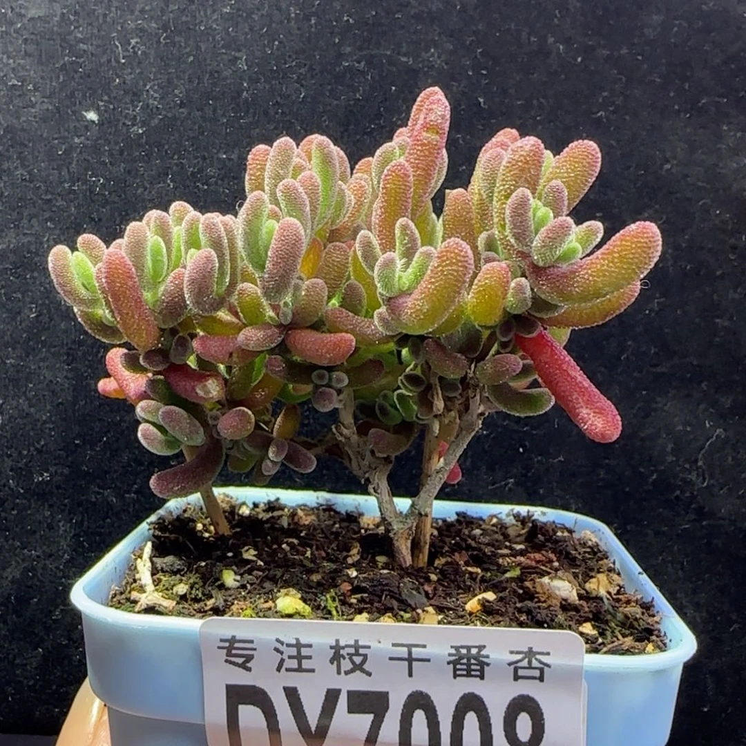 dy008荔枝直杆双岔