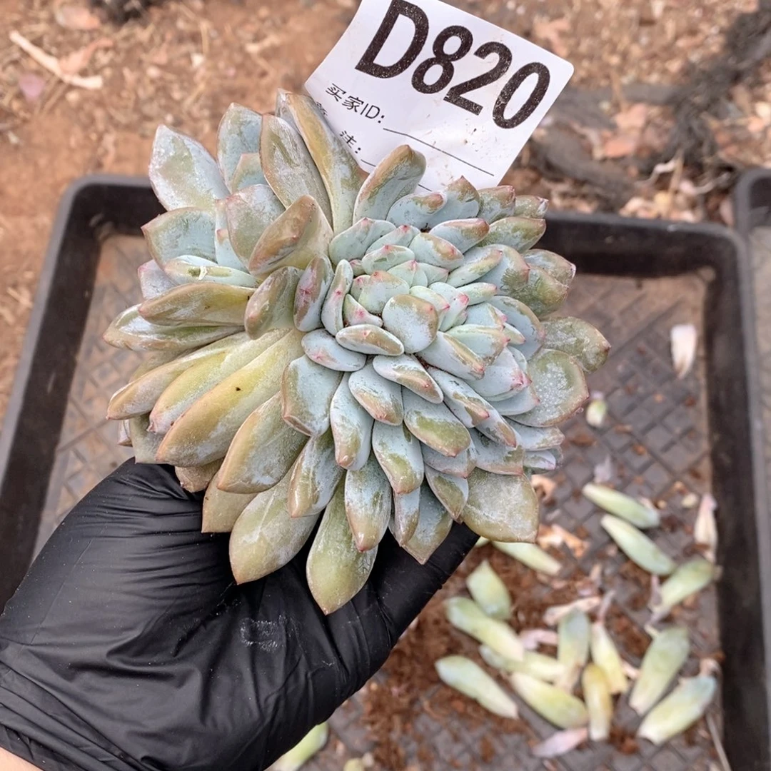 毛***9820 突尼斯石榴籽朵朵