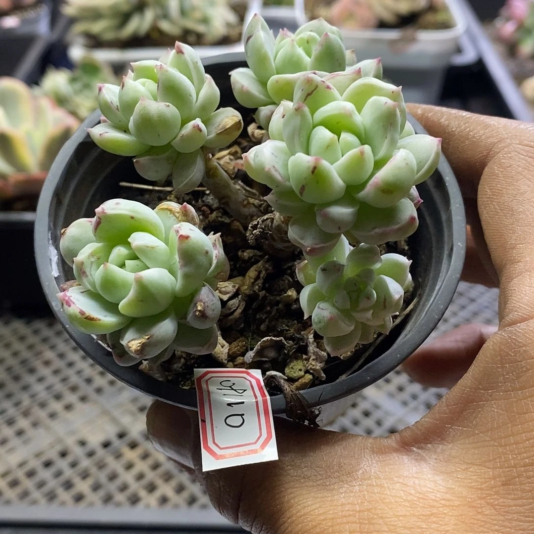 09110相思锦多肉植物