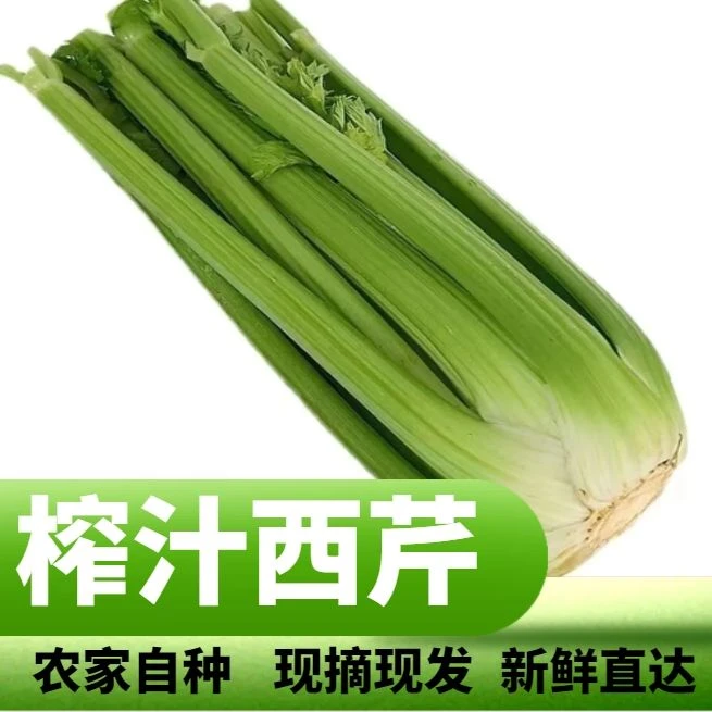 【精选西芹】寿光正宗水果西芹3斤生吃榨汁自然成熟顺丰直达