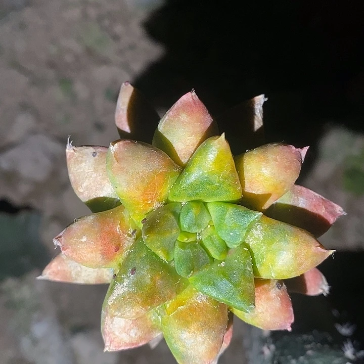 袖蒲接艳肌青瓷牡丹