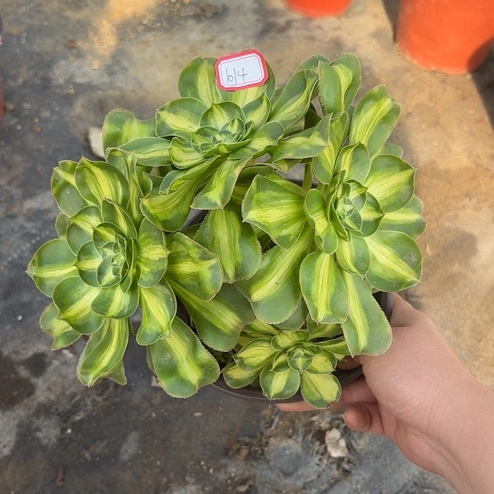 暴君多头1014多肉