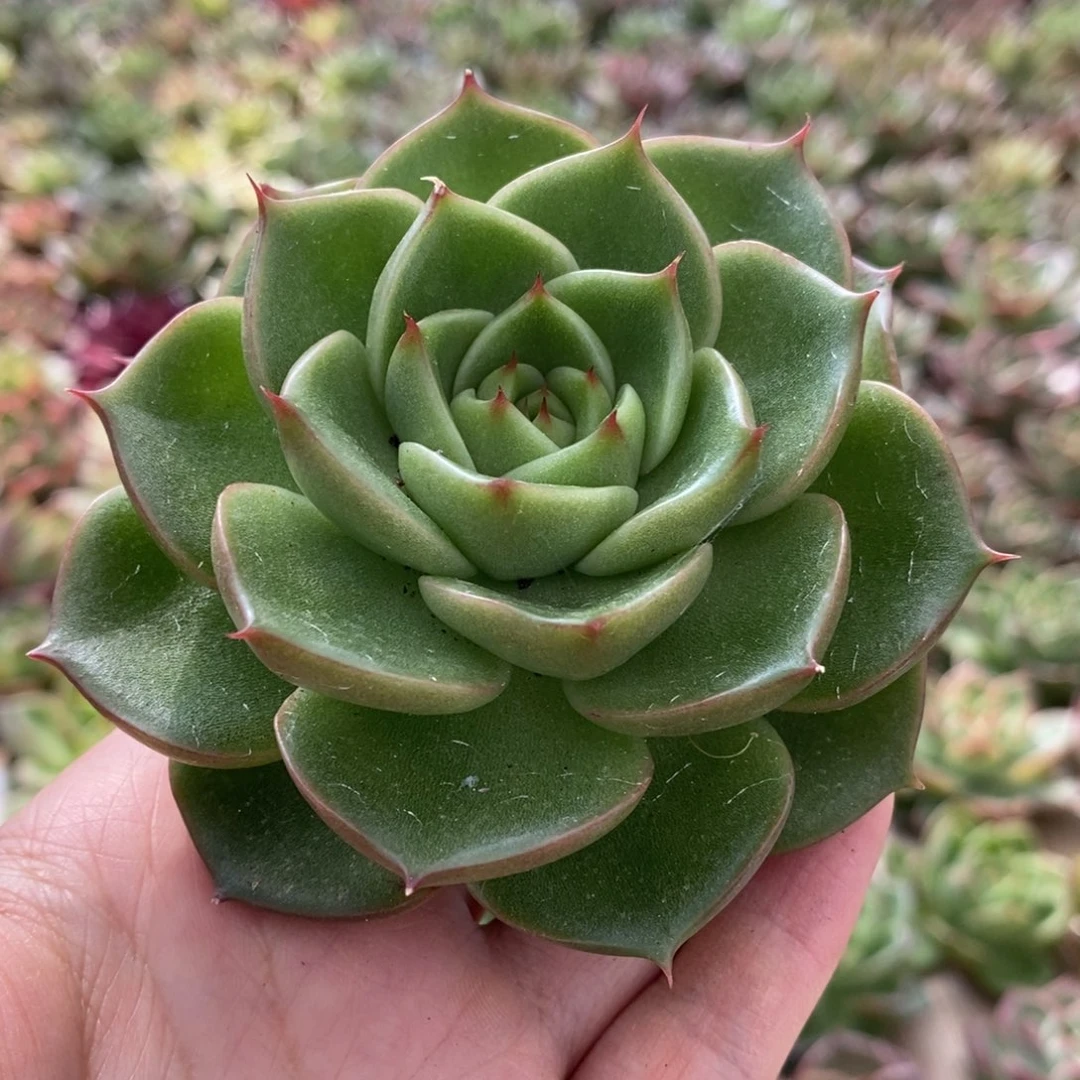 无花朵190 号东云系多肉植物