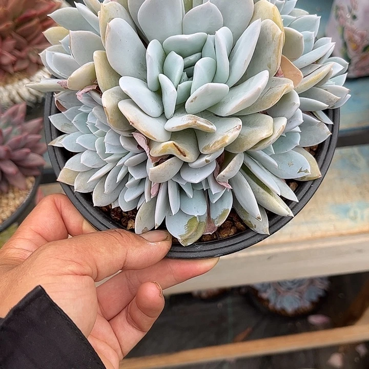 多肉植物一物一拍
