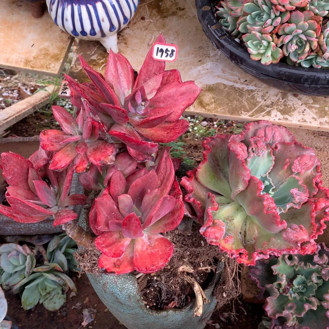 原始锦1958晓晓一物一拍