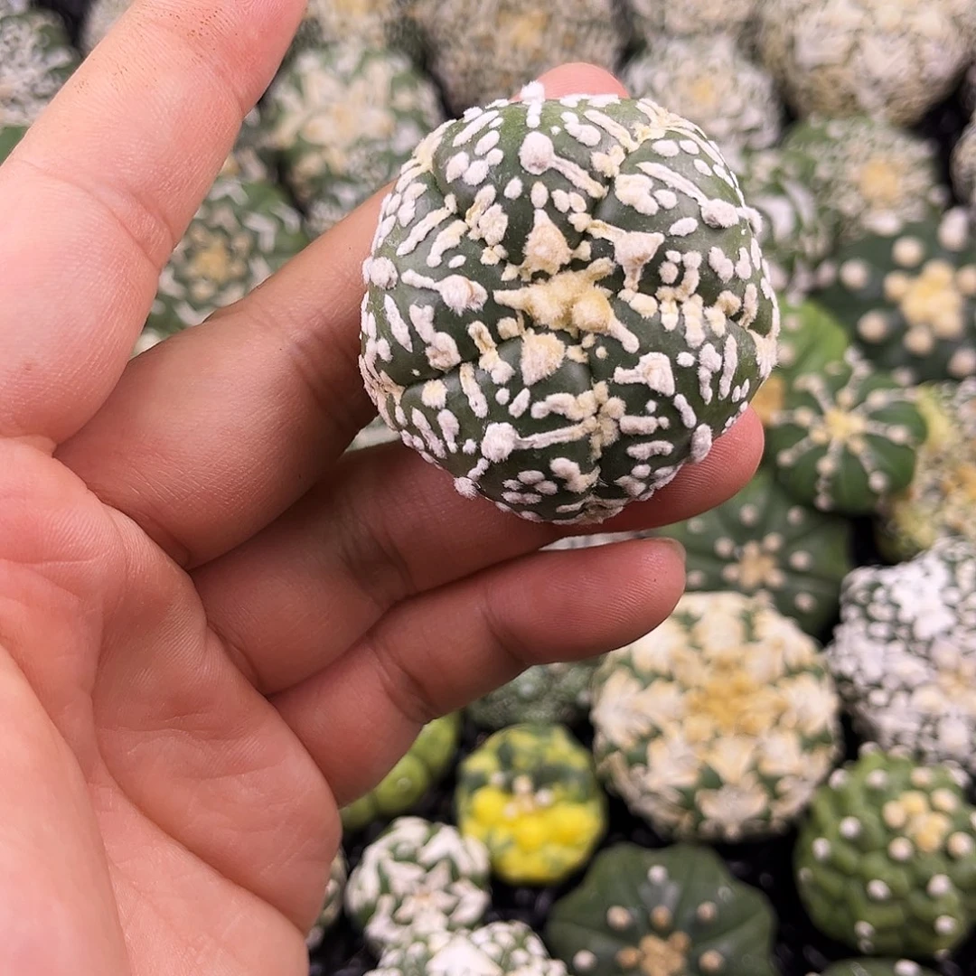 哈哈哈哈哈哈哈ｖ兜兜