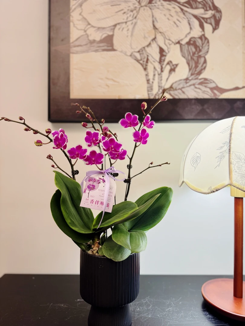 [满天星]蝴蝶兰 玫红色 带白色闪边 多侧枝 基地直发