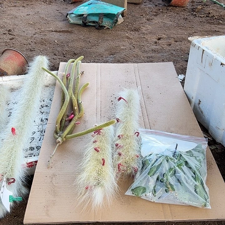 丫***红重蟹爪兰叶片一份8个